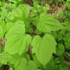 5646_dioscorea_nipponica 5646_dioscorea_nipponica